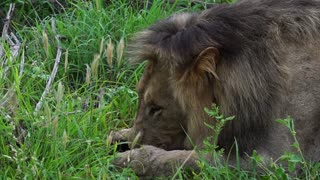 Lions feeding