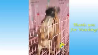 Super funny moments of animals