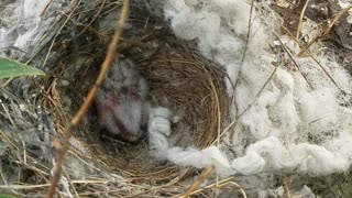 Found a baby bird in a nest