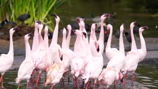 Flamingos doing a little dance