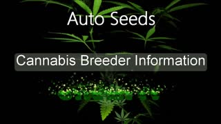Auto Seeds - Cannabis Strain Series - STRAIN TV