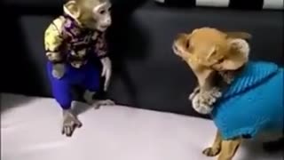 fight between monkey vs dog pinche