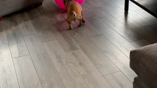 Fitness frenchie