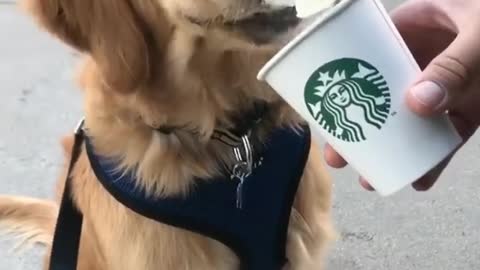 Adorable golden dogy eats ice cream