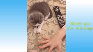The funniest and funniest pets compilation #01