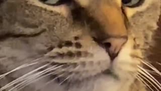 Cat and Baby Funny Video 2021