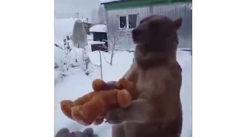A Bear playing With a teddy