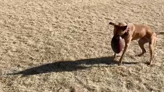 Athletic dog literally catches football with her paws