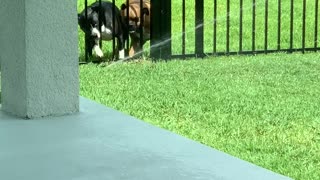 Fence Can't Stop Sprinkler Fun
