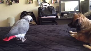 African Grey parrot plays with dog