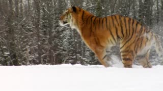 tigers are very powerful and hiters Trimiteți