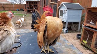 Rooster Struts His Stuff on Patio Table