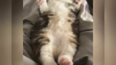 Cute Kitten Dreaming While Sleeping