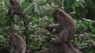 Monkey Eating Fruit