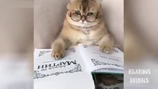 Very very smart and funny cat