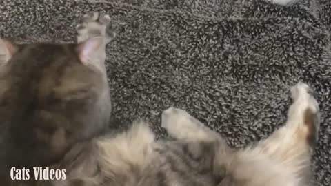A cat Trying To Catch The Carpet.