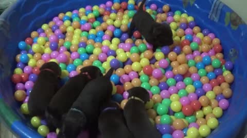 Chocolate Lab Puppies Introduced to Ball Pit