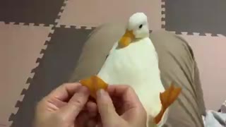 Cute Ducky gets a foot massage