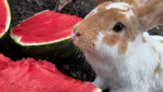 Rabbits, chickens, and turkeys come together for watermelon