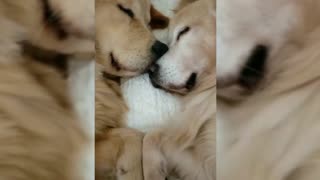 Cute dogs,cute puppies,funny dogs compilation