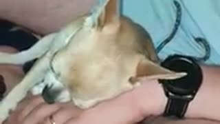 Adorable Chihuahua is too tired to ask for more scratches