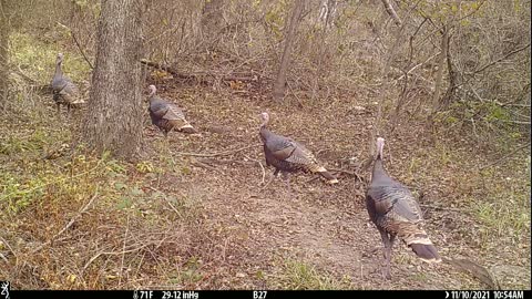 For my Turkey Hunting Friends