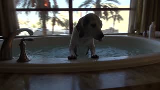 Pampered Beagle enjoys Vegas penthouse suite