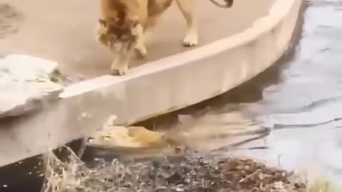 Top funny moments of 2 lions