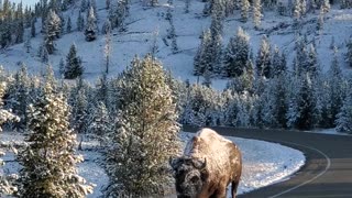 Bison Takes a Snowy Stroll in Yellowstone