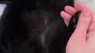 Black Cat Getting Massage