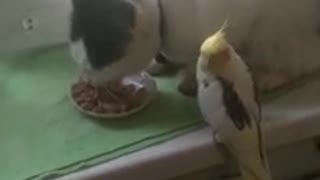 Domestic parrot with a cat