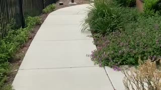 Doggy Gets Super Excited to See Park