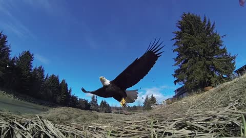 Eagle hunting