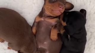 Puppy belly rubs, anyone? Funny Dog