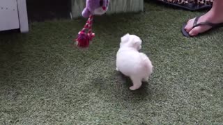REALLY CUTE PUPPY PLAYING