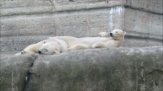 Sleepy Polar Bears Wake Up