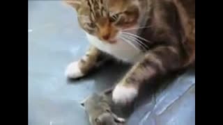 Cat Attack Mouse Comedy Video