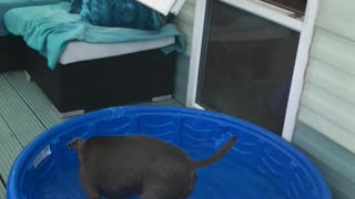 Sapphire dives from window into pool