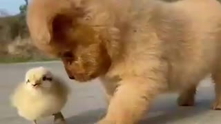 Short dog funny Viral video