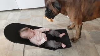 Dog playing with baby, very cute
