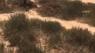 Stubborn Kangaroo Rescued From Sticky Mud