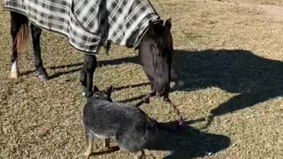 Puppy Plays Tug of War With Horse