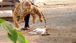 Fake tiger and dog
