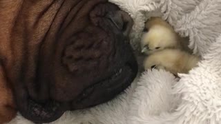Mastiff preciously naps with newborn chicks