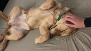 Cute puppy loves getting her sweet spot tickled