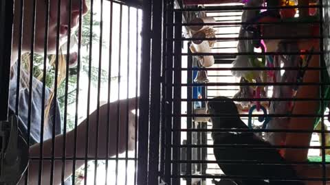 Quaker parrot argues with teenager