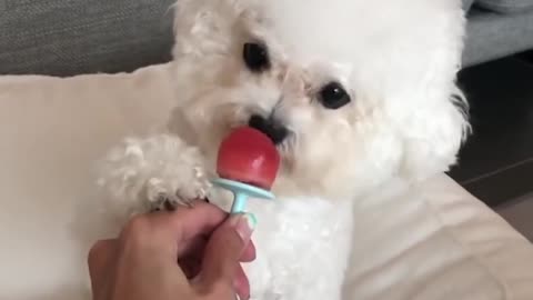 puppy cute videos funny