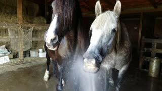 Horses make the funniest faces playing with water hose