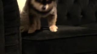 Dog Takes Leap of Faith from Lounge