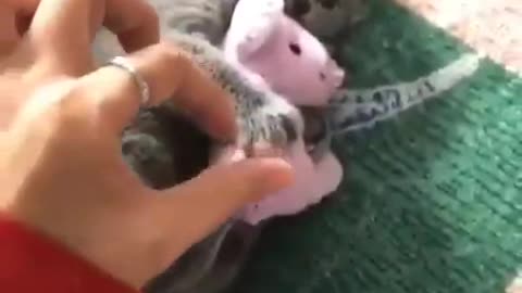 Kitten won't let go of lovey